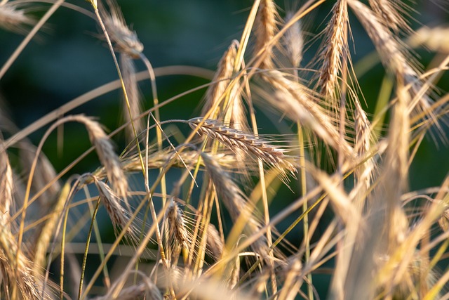 Rye